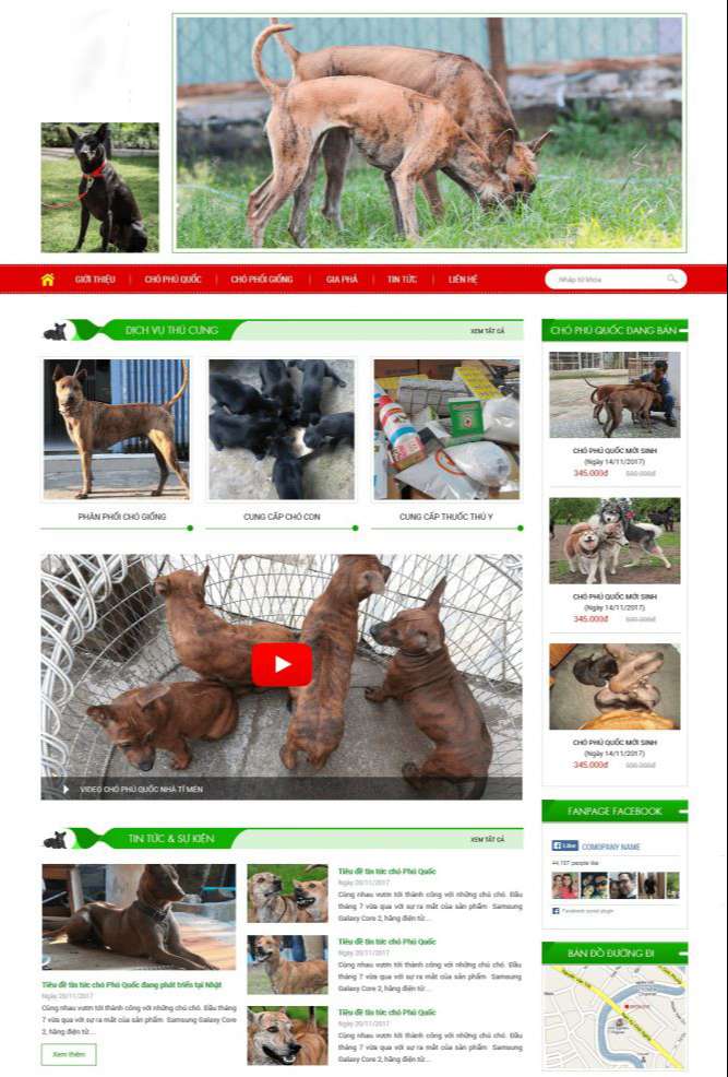 Thiết kế website thú cưng khu vực quận 3 chuyên nghiệp